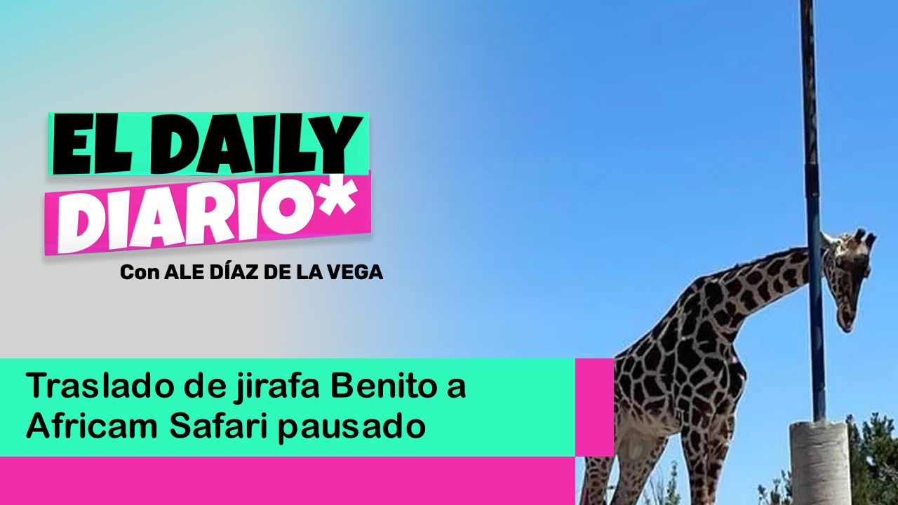 Lee más sobre el artículo Traslado de jirafa Benito a Africa Safari pausado por PROFEPA