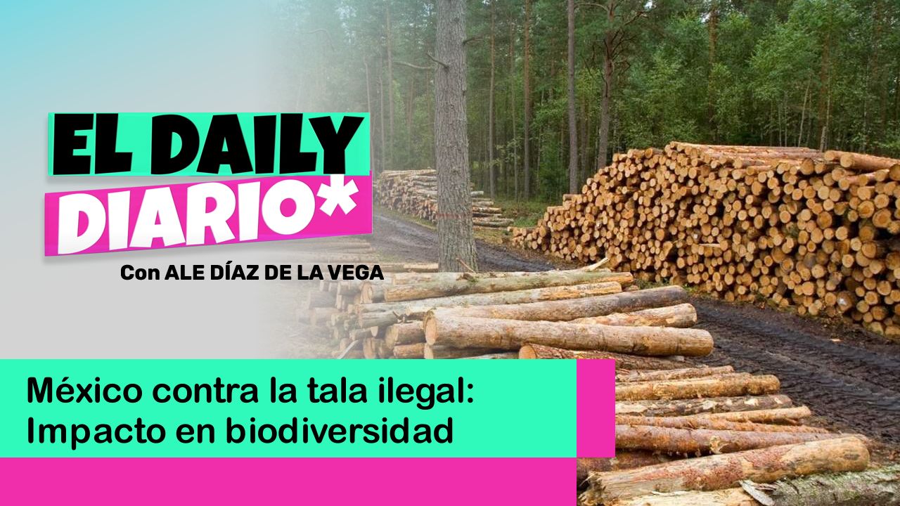 Lee más sobre el artículo México contra la tala ilegal: Impacto en biodiversidad